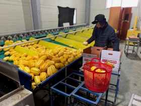 성주군 선남면, 황금빛 명품 성주 참외 첫 출하