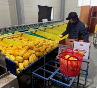 성주군 선남면, 황금빛 명품 성주 참외 첫 출하