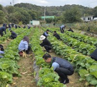 올겨울 김장해서 독거노인 및 소녀,소년 가장에게 줄 김장배주 묶기 작업